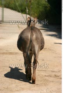 Donkey 0015