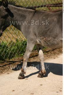 Donkey 0121