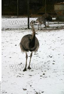 Emus 0022