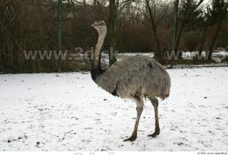 Emus 0025