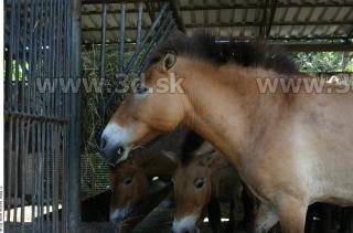 HorseZOO 0042