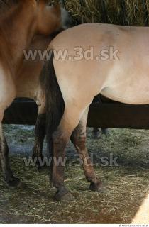 HorseZOO 0046