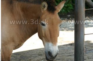 HorseZOO 0053