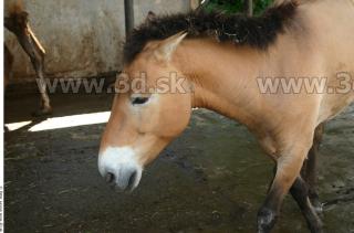 HorseZOO 0054