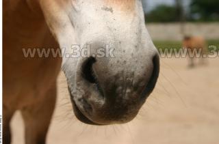 HorseZOO 0067