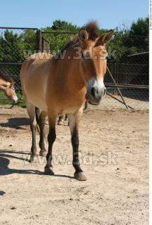 HorseZOO poses 0041