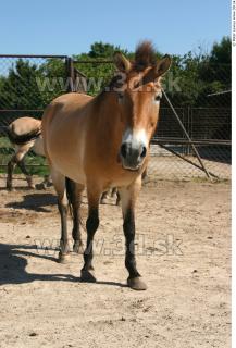 HorseZOO poses 0042