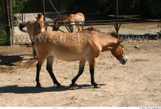 HorseZOO poses 0043