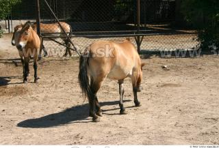 HorseZOO poses 0044