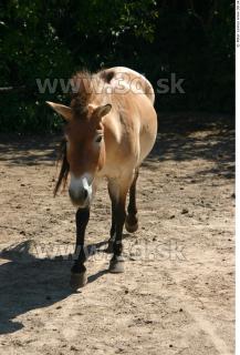 HorseZOO poses 0045