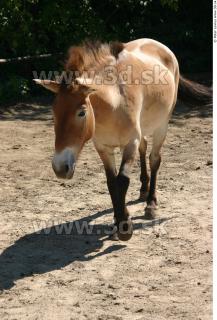 HorseZOO poses 0046