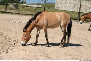 HorseZOO poses 0047