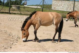 HorseZOO poses 0048