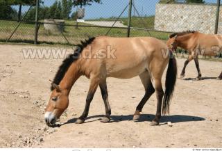 HorseZOO poses 0049