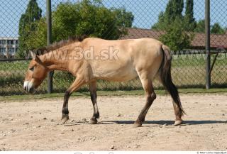 HorseZOO poses 0051