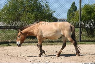 HorseZOO poses 0052