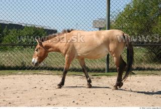 HorseZOO poses 0053