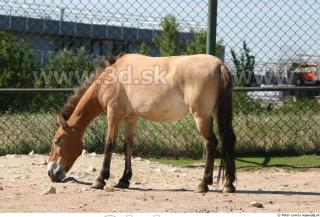 HorseZOO poses 0055