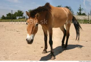 HorseZOO poses 0056