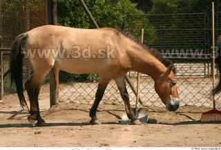 HorseZOO poses 0057