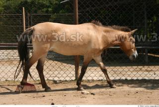 HorseZOO poses 0058