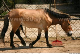 HorseZOO poses 0060