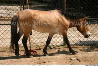 HorseZOO poses 0061