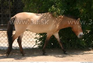 HorseZOO poses 0064