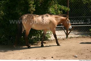 HorseZOO poses 0065