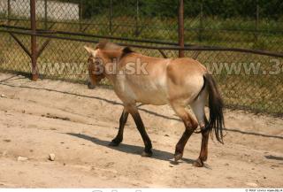 HorseZOO poses 0066