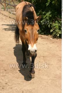 HorseZOO poses 0068