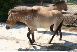 HorseZOO poses 0074