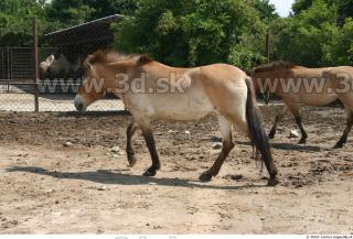 HorseZOO poses 0081