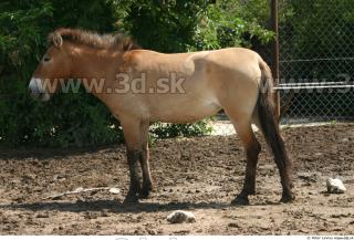 HorseZOO poses 0084