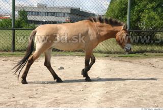 HorseZOO poses 0089