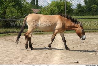 HorseZOO poses 0090