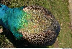 Back Peacock