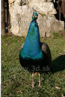 Peacock 0018