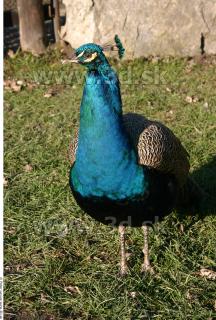 Peacock 0022