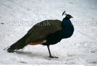 Peacock2 0001