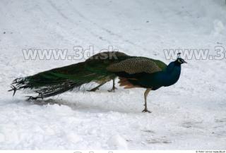 Peacock2 0011