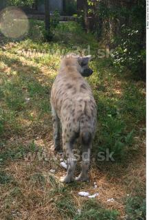 Hyena2 0028