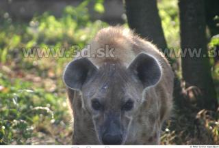 Hyena2 0034