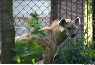 Hyena2 0039