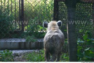 Hyena2 0044