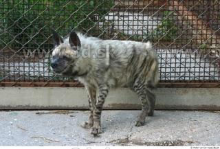 Hyena3 0032