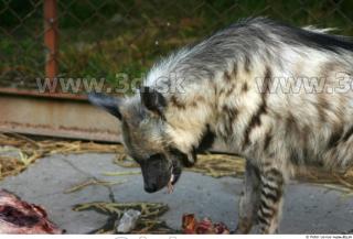 Hyena3 0045