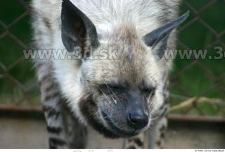 Hyena3 0061