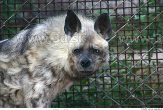 Hyena3 0088