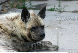 Hyena3 0108